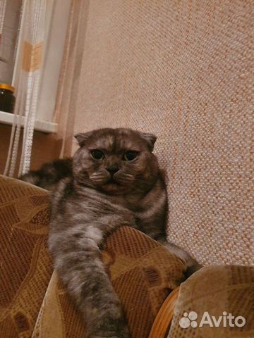 вакцинация и стерилизация собак в один день. стерилизация тольятти. акция на кастрацию и стерилизацию. кошачий домик из шпагата. стерилизация изделий медицинского назначения.