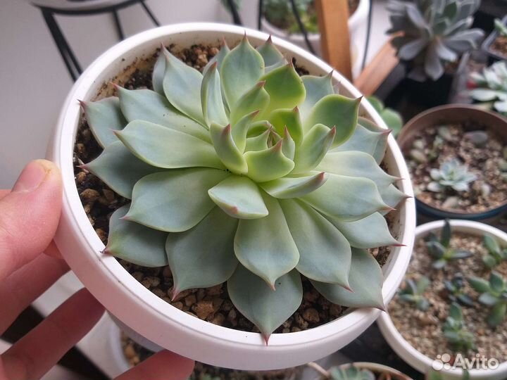 Суккуленты, часть 1