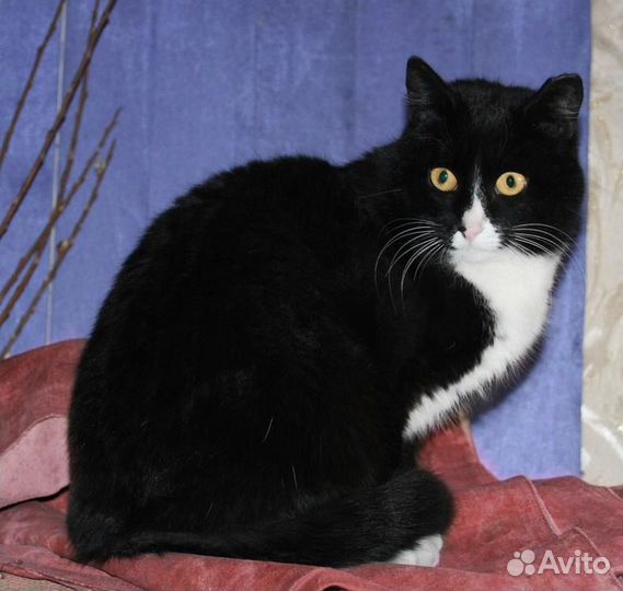 Кошечка Ольга