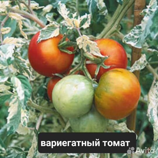 Редкие экзотические сорта томатов излишки