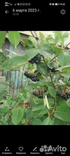 Черноплодная рябина