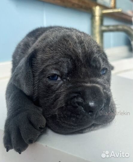 Кане Корсо щенки