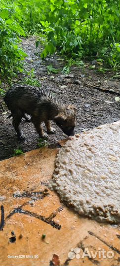 Отдам бесплатно щенка