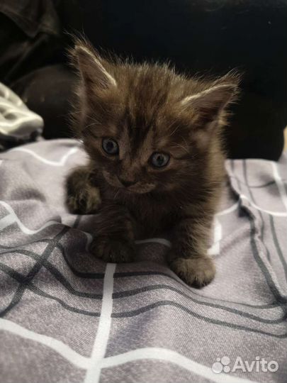 Котята бесплатно