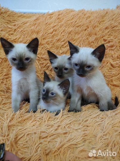 Сиамские котята