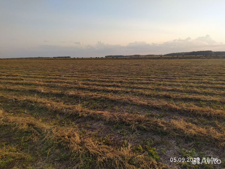 Сено люцерна