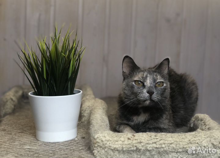 Кошка