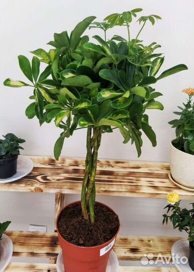 Комнатные цветы шефлера, мирт, жасмин, гардения