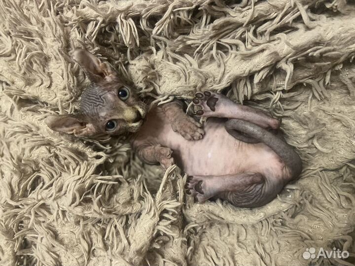 Девочка двельф