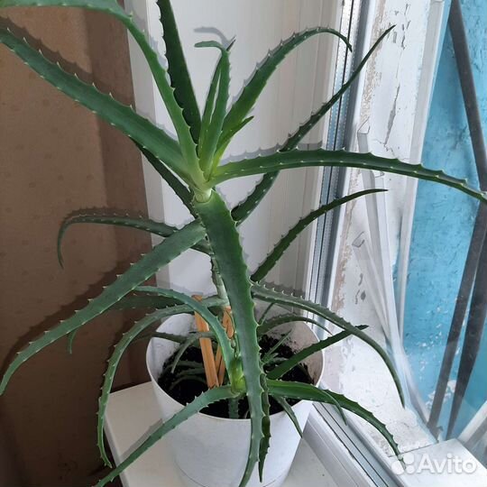 Алоэ 2,5 года