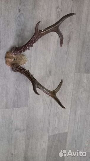 Продам рога оленя