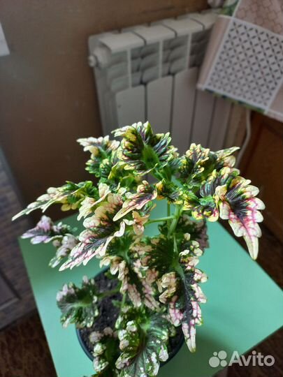 Колиусы