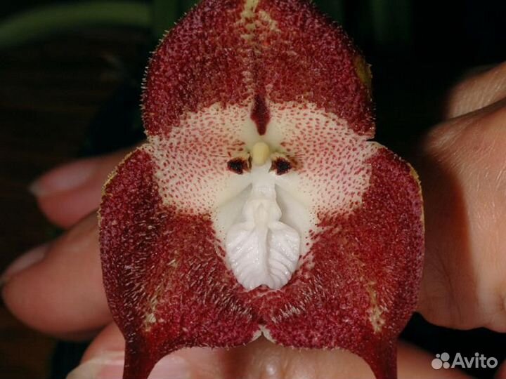 Орхидея Dracula simia