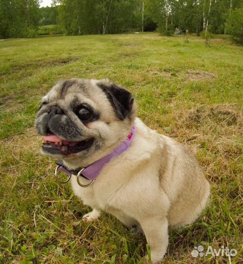 Ошейник с именным адресником