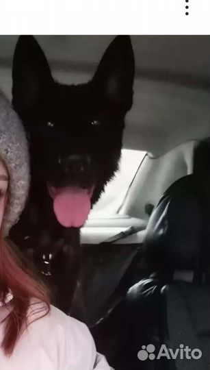 Черная немецкая овчарка