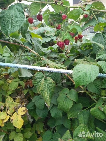 Ремонтантная малина