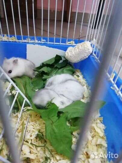 Джунгарский хомяк