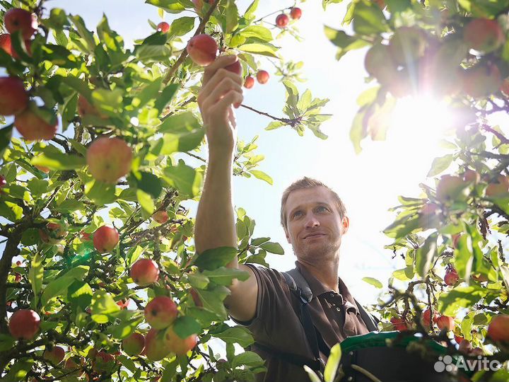 Работа Сборщиком яблок. Вахта