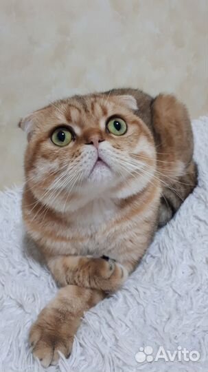 Шотландский кот вязка