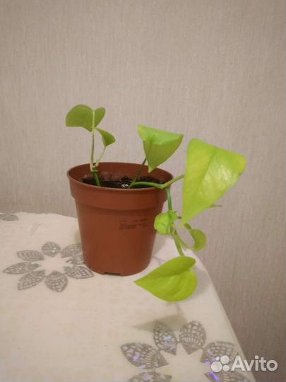 Филодендрон лазающий