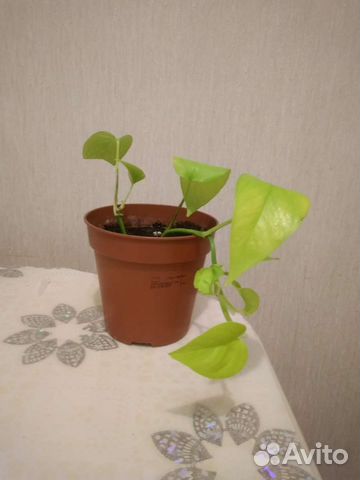 Филодендрон лазающий