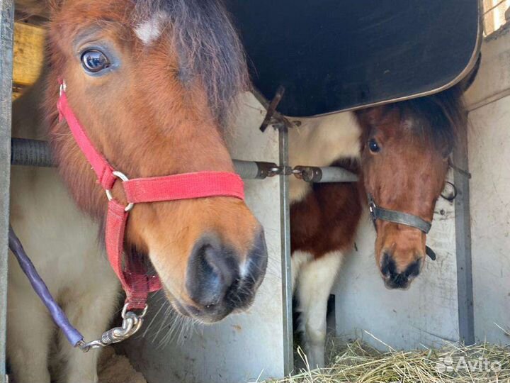 Коневоз,скотовоз,перевозка животных