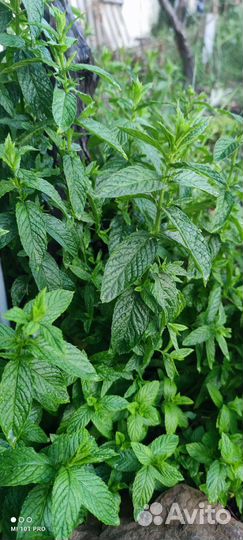 Пряные травы: Мята, чабрец, розмарин