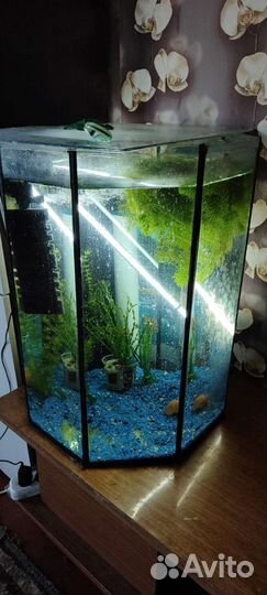 Аквариум