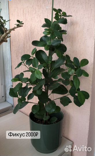 Фикус, кодиеум