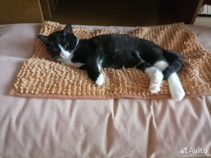 Котенок в добрые руки