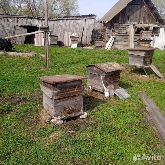 Продаются пчелы вместе с ульями 13 семей