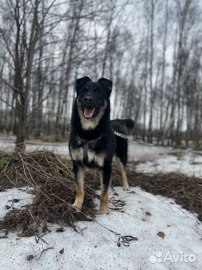 Храбрый малыш ждет своих мампап