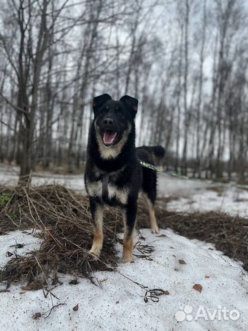 Храбрый малыш ждет своих мампап