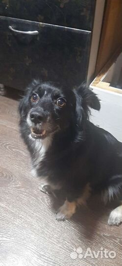 Щенки, в добрые руки, 1 месяц