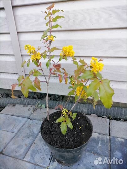 Магония падуболистная