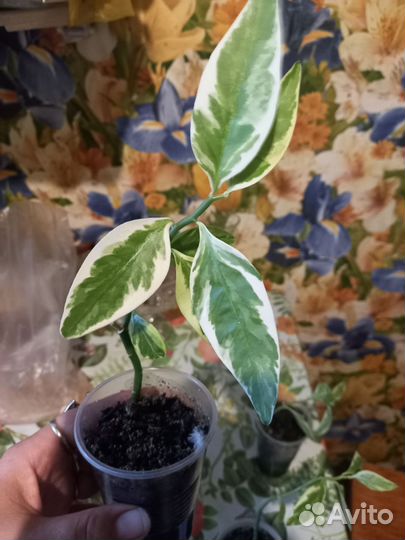 Педилантус