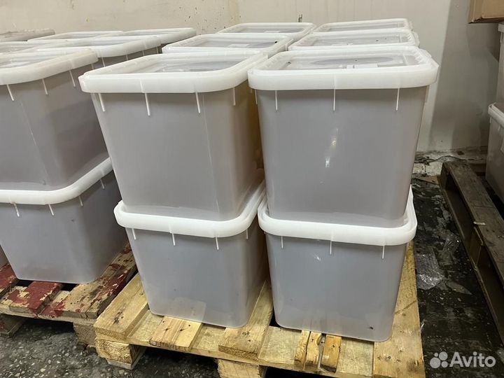 Мед гречишный свежий оптом