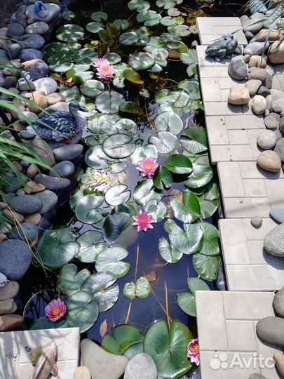 Нимфея или кувшинка, растение для прудов