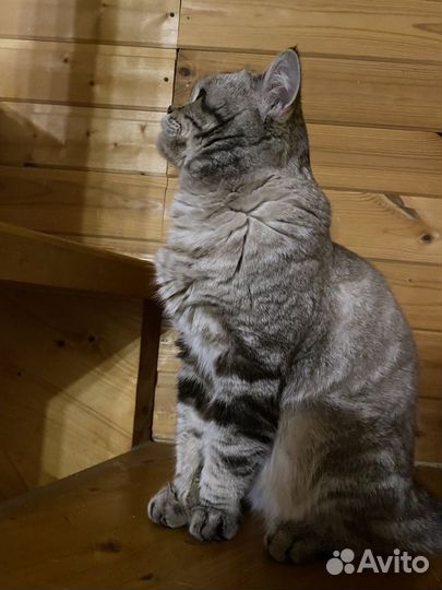 Шотландская