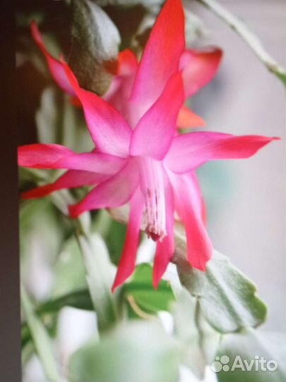 Декабрист шлюмбергера