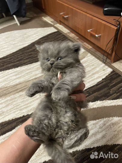 Котенок