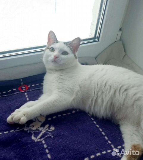 Кошечка 9 месяцев в добрые руки