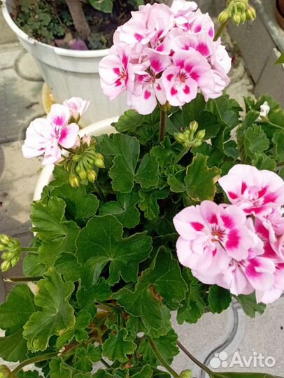 Комнатные растения цветы