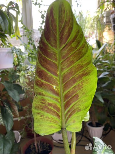 Филодендрон Субхастатум