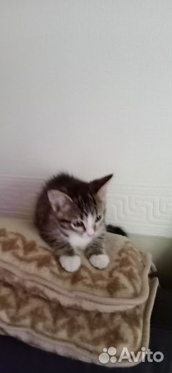 Кошки в добрые руки