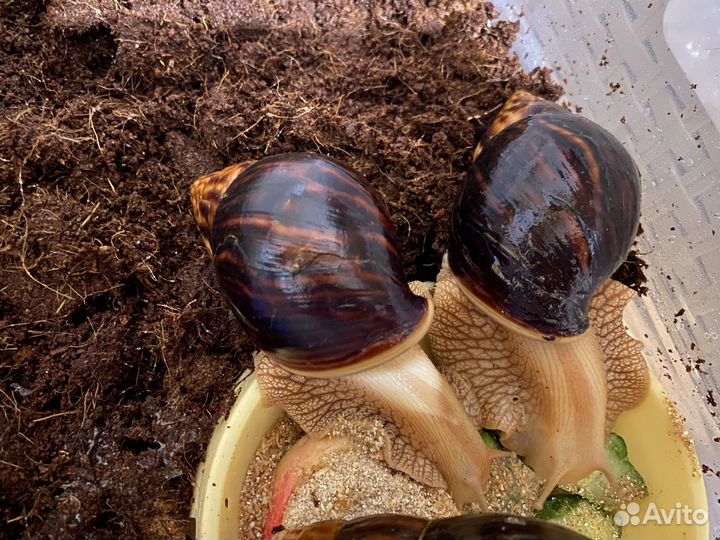 Улитка Ахатина