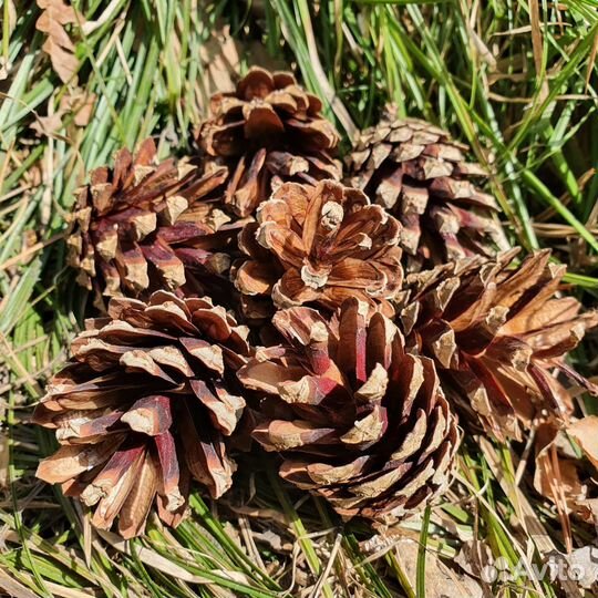 Шишка сосновая