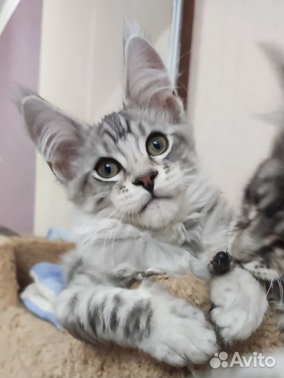 Котята мейн кун