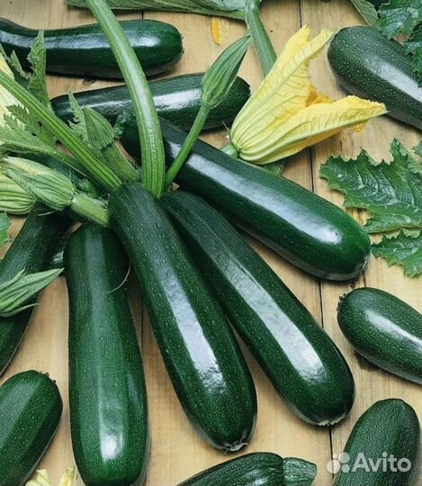 Кабачок Осьминог семена