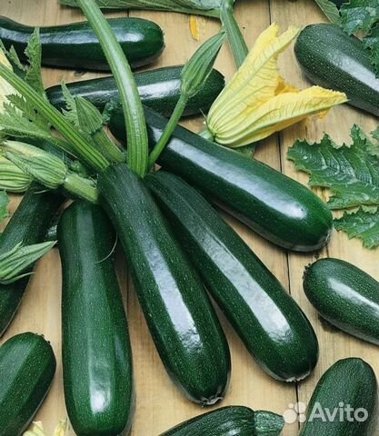 Кабачок Осьминог семена